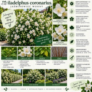 Philadelphus coronarius infografika jaśminowiec wonny uprawa cięcie silnie pachnący krzew na żywopłoty