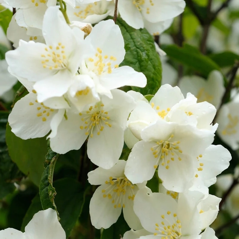 Philadelphus coronarius obfite kwitnienie tradycyjny jaśminowiec krzew miododajny