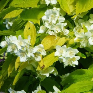Jaśminowiec wonny Aureus Philadelphus coronarius żółte liście i białe pachnące kwiaty krzew ozdobny