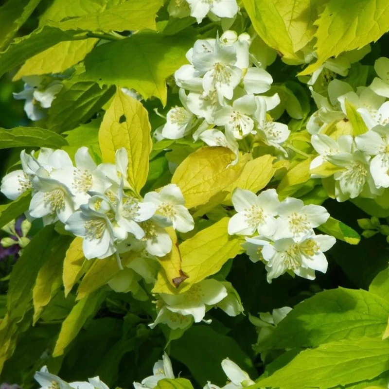 Jaśminowiec wonny Aureus Philadelphus coronarius żółte liście i białe pachnące kwiaty krzew ozdobny