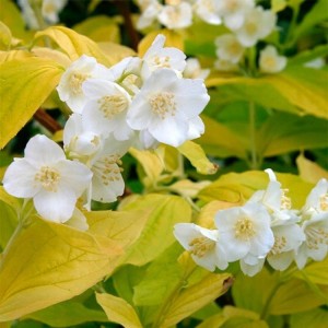 Philadelphus coronarius Aureus makro zbliżenie na kwiaty złoty jaśminowiec krzew pachnący