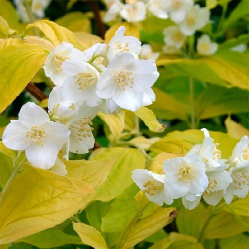Philadelphus coronarius Aureus makro zbliżenie na kwiaty złoty jaśminowiec krzew pachnący