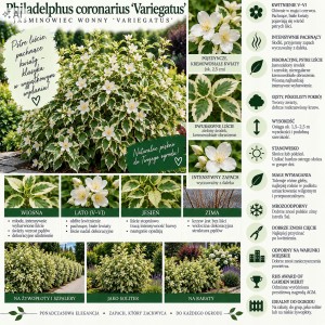 Philadelphus coronarius Variegatus infografika jaśminowiec o pstrych liściach uprawa cięcie