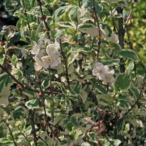 Philadelphus coronarius Variegatus pstre liście biało-zielone ulistnienie krzew dwubarwny