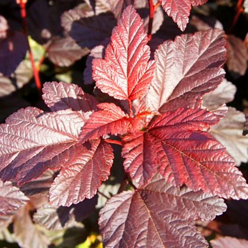 Physocarpus opulifolius Andre purpurowe ulistnienie czerwone liście krzewu ozdobnego do ogrodu
