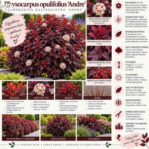 Physocarpus opulifolius Andre infografika pęcherznica kalinolistna uprawa wymagania czerwone owoce i liście