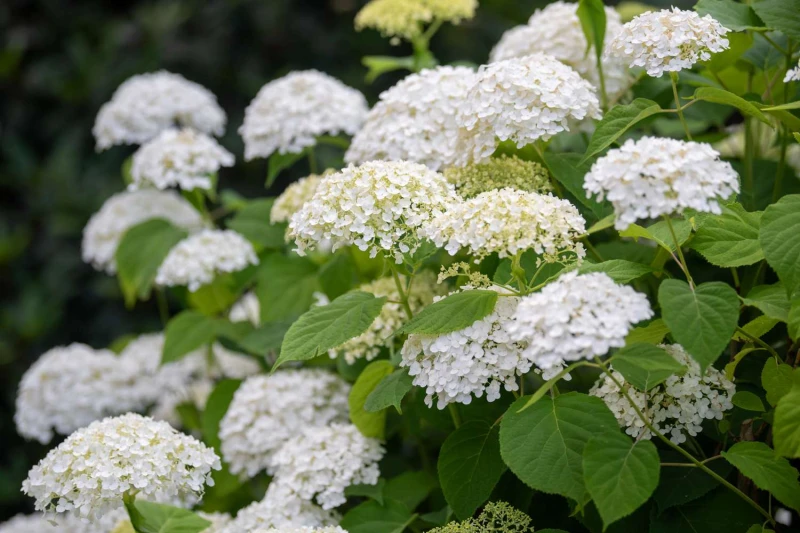 annabelle-hydrangea-care-guide-7507139_05-25da8733b18f4b3d975e851b545757c9.jpg