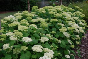 HYDRANGEAANNABELLE2.jpg
