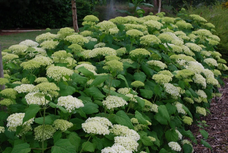 HYDRANGEAANNABELLE2.jpg