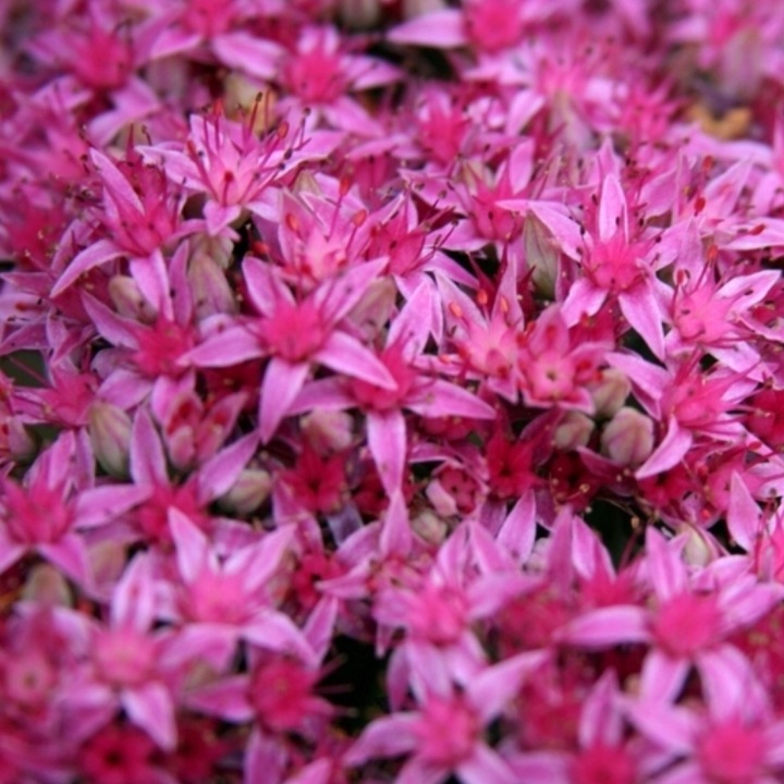 Rozchodnik-Okazaly-Carl-Sztywne-Pedy-Do-Ogrodu-i-Donic-Sadzonka-P9-Nazwa-lacinska-sedum-spectabile.jpg