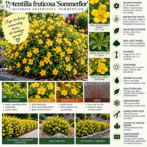 Pięciornik krzewiasty Sommerflor infografika Potentilla fruticosa uprawa wymagania żółty krzew długo kwitnący