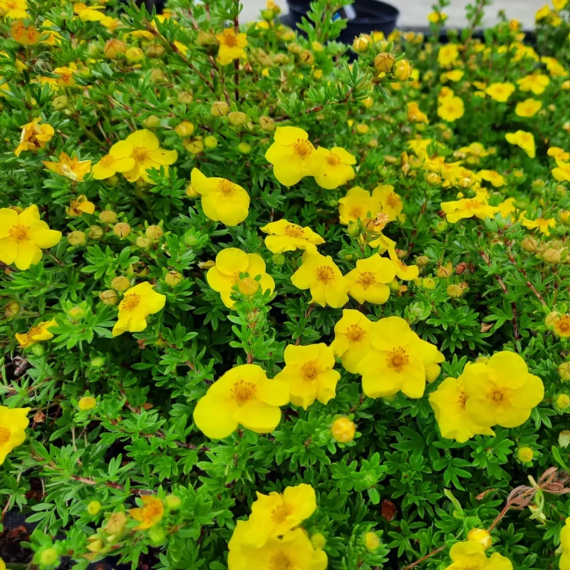Pięciornik Sommerflor jaskrawożółte kwiaty krzew okrywowy i na obwódki odporny na suszę