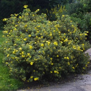 Potentilla fruticosa Sommerflor dorosły krzew kulisty pokrój żółte kwiaty od lata do jesieni