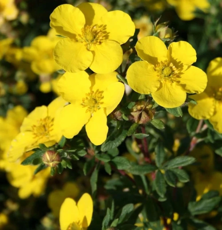 Pięciornik Sommerflor kwiat makro zbliżenie na złocistożółte płatki i pręciki krzew miododajny.