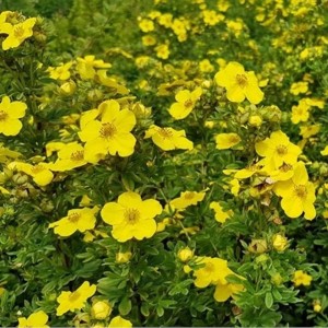 Potentilla fruticosa obfite kwitnienie w pełnym słońcu krzew na rabaty i skalniaki
