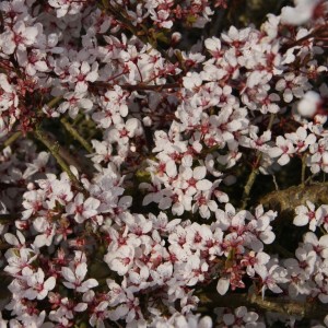 Śliwa wiśniowa Hessei Prunus cerasifera obfite kwitnienie wczesną wiosną drobne różowo-białe kwiaty krzew ozdobny.jpg