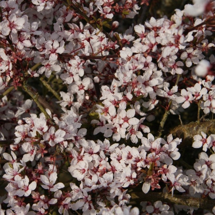Śliwa wiśniowa Hessei Prunus cerasifera obfite kwitnienie wczesną wiosną drobne różowo-białe kwiaty krzew ozdobny.jpg