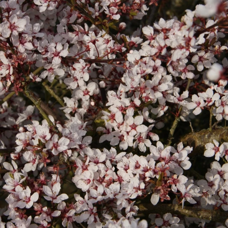 Śliwa wiśniowa Hessei Prunus cerasifera obfite kwitnienie wczesną wiosną drobne różowo-białe kwiaty krzew ozdobny.jpg