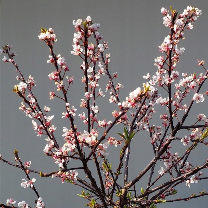 Prunus cerasifera Hessei pędy z kwiatami karłowe drzewo ozdobne wczesnowiosenne kwitnienie do ogrodu