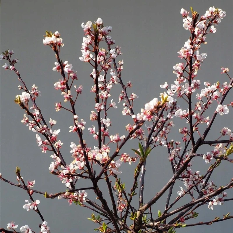 Prunus cerasifera Hessei pędy z kwiatami karłowe drzewo ozdobne wczesnowiosenne kwitnienie do ogrodu