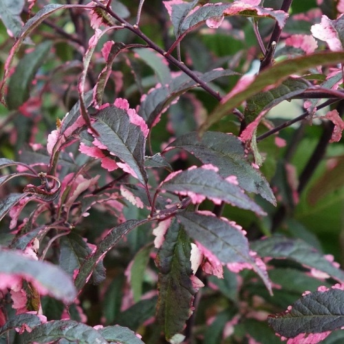 Prunus cerasifera Hessei pstre liście wolno rosnący krzew soliter z kolorowym ulistnieniem do małego ogrodu