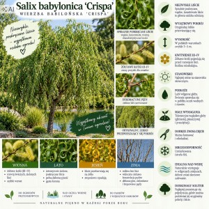 Wierzba babilońska Crispa infografika Salix babylonica uprawa wymagania poskręcane lokowate liście drzewo ozdobne