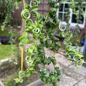 Salix babylonica Crispa zbliżenie na spiralnie skręcone liście wierzby oryginalne drzewo przydomowe