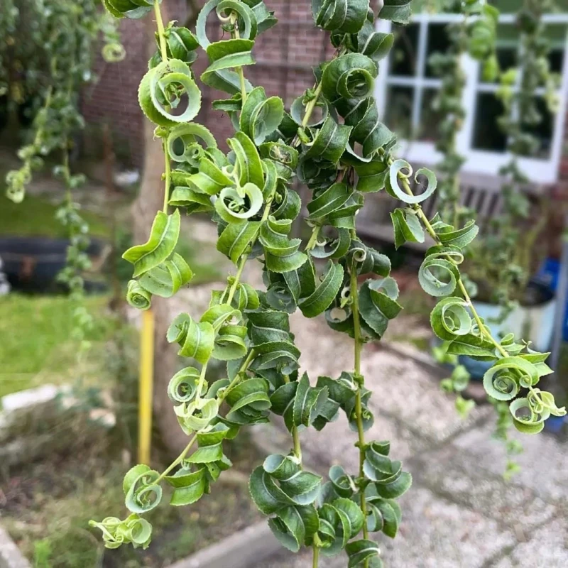 Salix babylonica Crispa zbliżenie na spiralnie skręcone liście wierzby oryginalne drzewo przydomowe