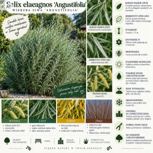 Wierzba siwa Angustifolia infografika Salix elaeagnos opis odmiany uprawa wierzba rozmarynolistna srebrzyste liście