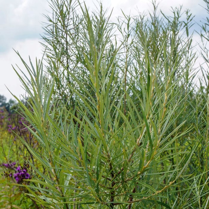Salix elaeagnos Angustifolia wąskie igiełkowate liście krzew ozdobny o srebrzystym ulistnieniu