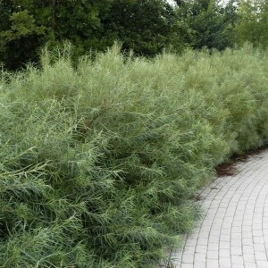 Wierzba siwa żywopłot szpaler z wierzby Angustifolia krzew na naturalne formowane żywopłoty