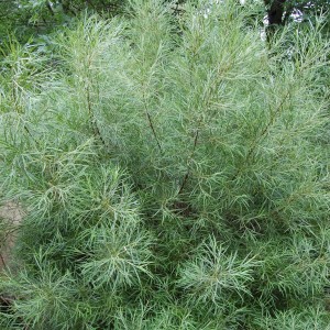 Wierzba wąskolistna Angustifolia gęsty krzew soliter roślina na wilgotne i suche gleby