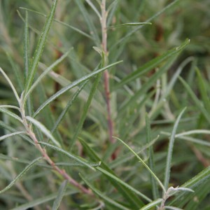 Salix elaeagnos Angustifolia liście makro zbliżenie na wąskie rozmarynowate ulistnienie wierzby