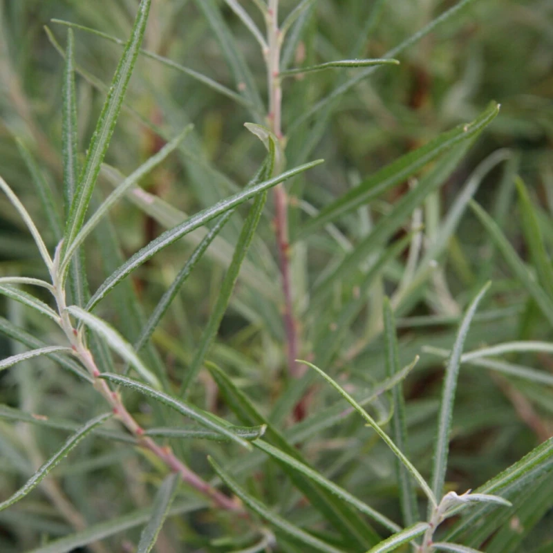 Salix elaeagnos Angustifolia liście makro zbliżenie na wąskie rozmarynowate ulistnienie wierzby