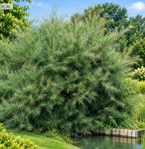 Wierzba siwa Angustifolia nad wodę krzew soliter roślina nad staw i oczko wodne