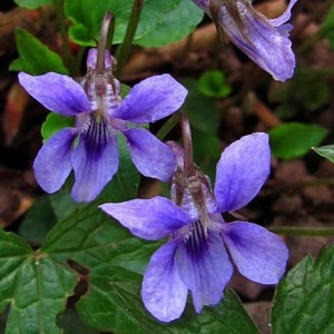 Fiołek wonny makro zbliżenie na pachnące fioletowe płatki Viola odorata wczesna wiosna