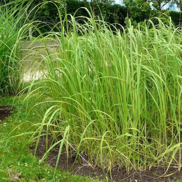 Spartina pectinata Aureomarginata kwiatostany kłosy trawy ozdobnej pasiasta wysoka trawa nad wodę