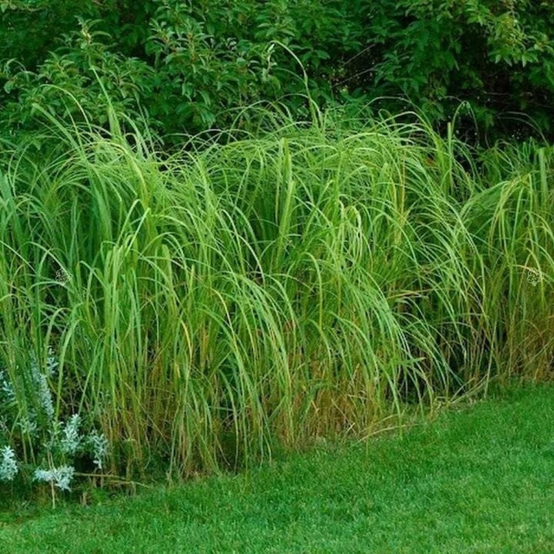 Spartyna grzebieniasta Aureomarginata Spartina pectinata fontannowa trawa ozdobna z żółtym brzegiem na rabaty żwirowe