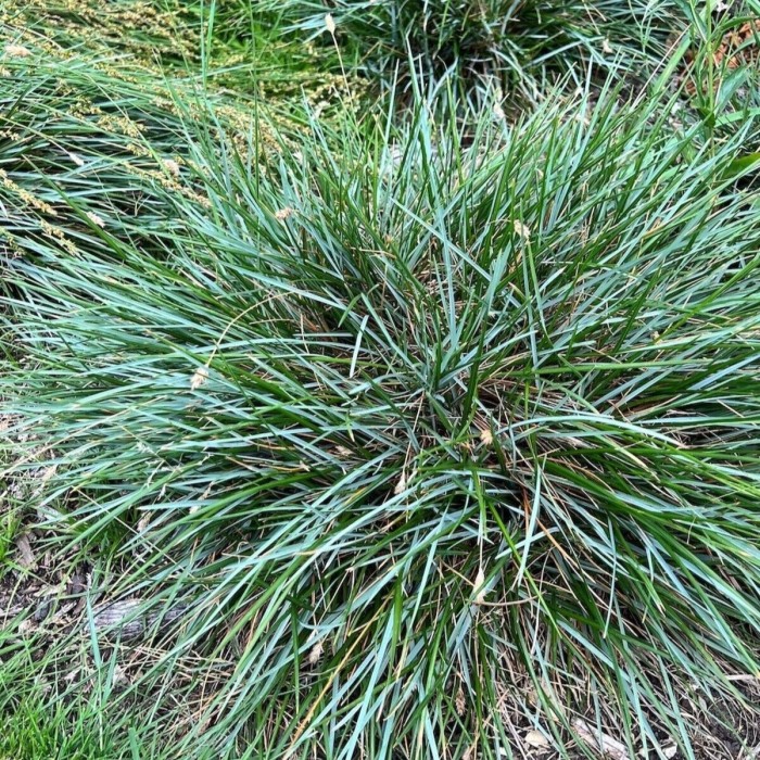 Sesleria lśniąca Sesleria nitida glauca zimozielona niebieska trawa ozdobna do ogrodu zwarta kępa na rabaty