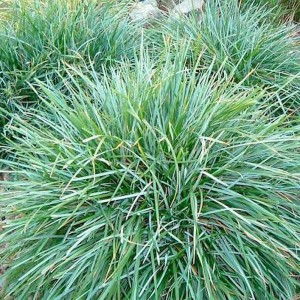 Sesleria glauca niebieskawa trawa kępkowa odporna trawa na skalniaki i obwódki zimozielona roślina ogrodowa