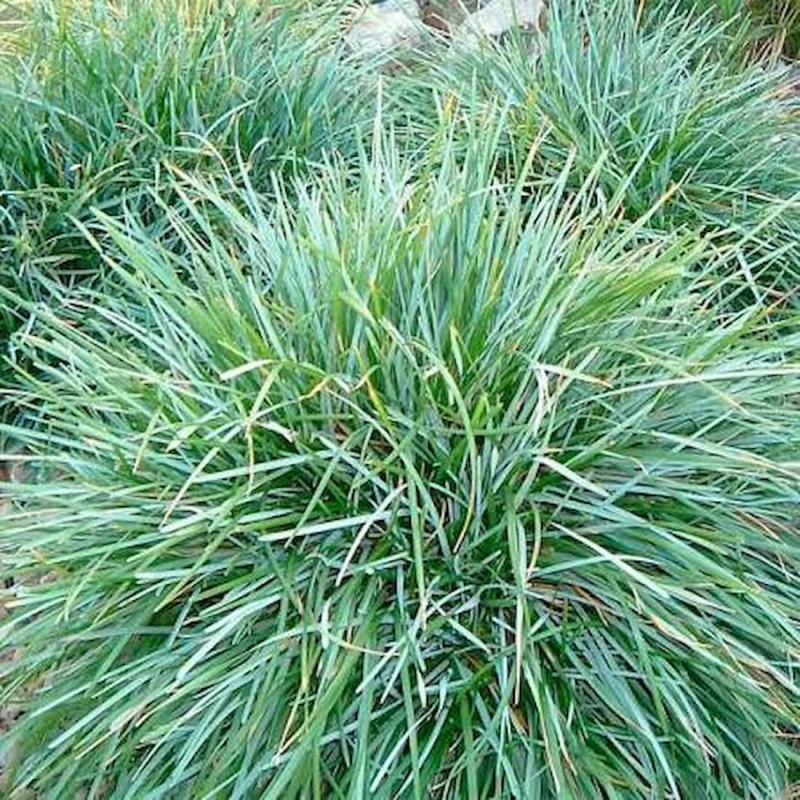 Sesleria glauca niebieskawa trawa kępkowa odporna trawa na skalniaki i obwódki zimozielona roślina ogrodowa