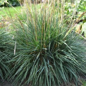 Sesleria lśniąca Sesleria glauca gęsta kępa traw trawa wieloletnia na obrzeża i rabaty bylinowe