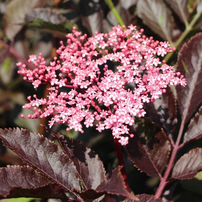 Bez czarny Black Beauty Gerda Sambucus nigra makro zbliżenie na różowe pachnące kwiaty i ciemne liście