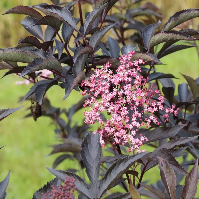 Sambucus nigra Black Lace Gerda pędy z ciemnofioletowymi liśćmi różowe baldachy kwiatowe krzew ozdobny