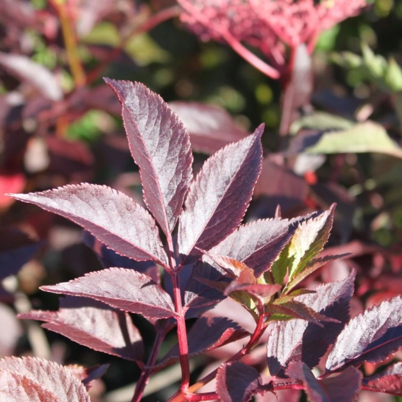 Bez czarny purpurowy Sambucus nigra ulistnienie ciemnoczerwone liście krzewu ozdobnego do ogrodu