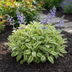 Szałwia lekarska Aurea Salvia officinalis pstra odmiana fioletowe kwiaty i żółto-zielone liście zioło wieloletnie na rabaty