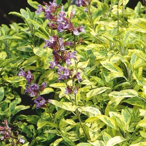 Salvia officinalis Aurea kwiatostany fioletowe kwiaty szałwii kontrastowe złociste ulistnienie zioła w ogrodzie