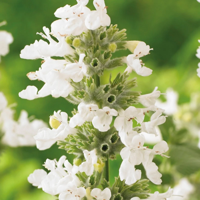 Nepeta Snowflake makro zbliżenie na białe kwiaty wargowe kocimiętki roślina miododajna dla pszczół