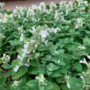 Nepeta faassenii Snowflake kwiatostan zbliżenie na białe kwiaty kocimiętki aromatyczna roślina wabiąca owady