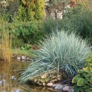 Wydmuchrzyca trawa nad oczko wodne Leymus arenarius kępa stalowoniebieska roślina nad wodę trawa mrozoodporna
